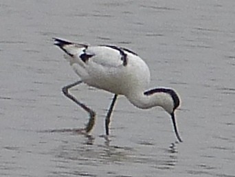 Pied Avocet - Shelley Rutkin