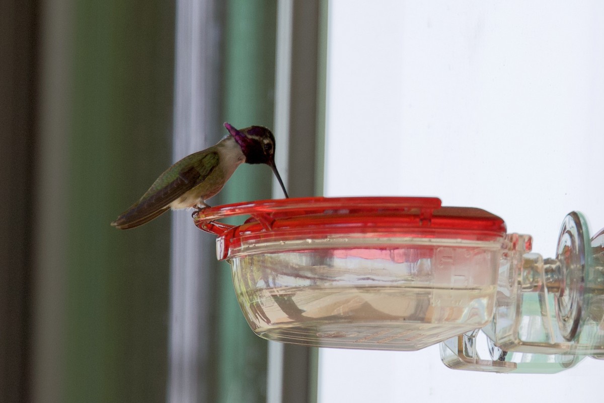 Costa's Hummingbird - ML338830581