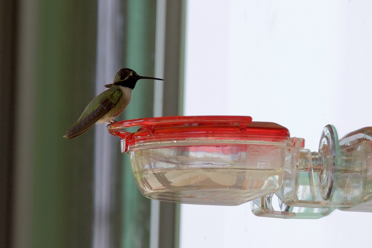 Costa's Hummingbird - ML338830591