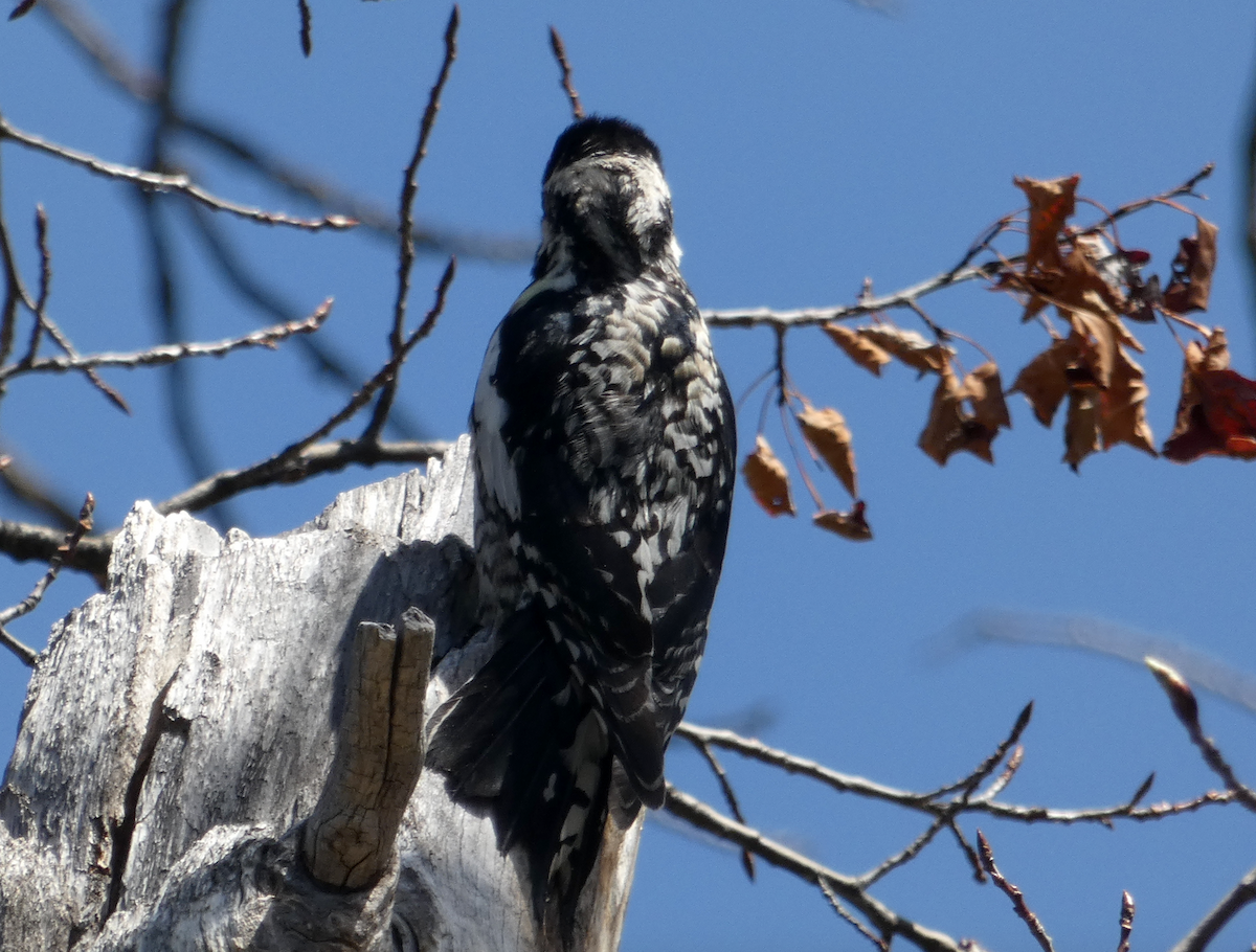 Yellow-bellied Sapsucker - ML338830651