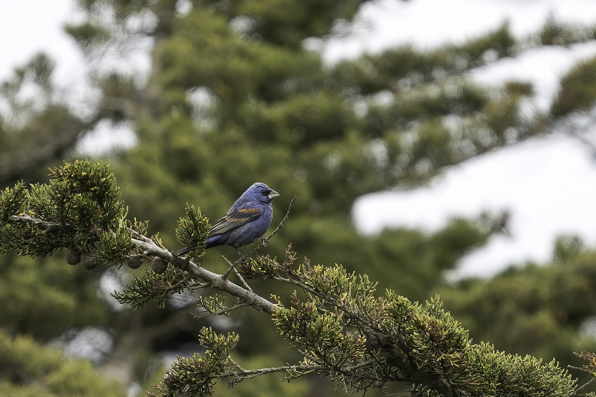 Blue Grosbeak - ML338831731