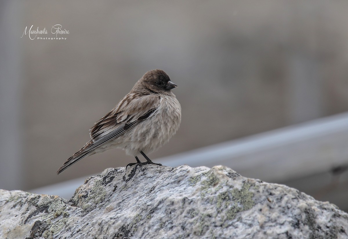 Black-headed Mountain Finch - ML338832431