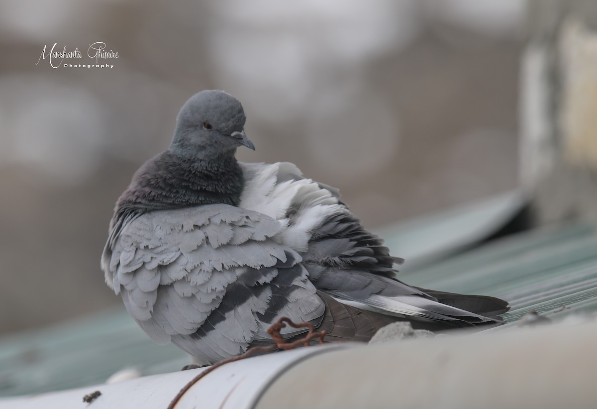 Pigeon des rochers - ML338832661