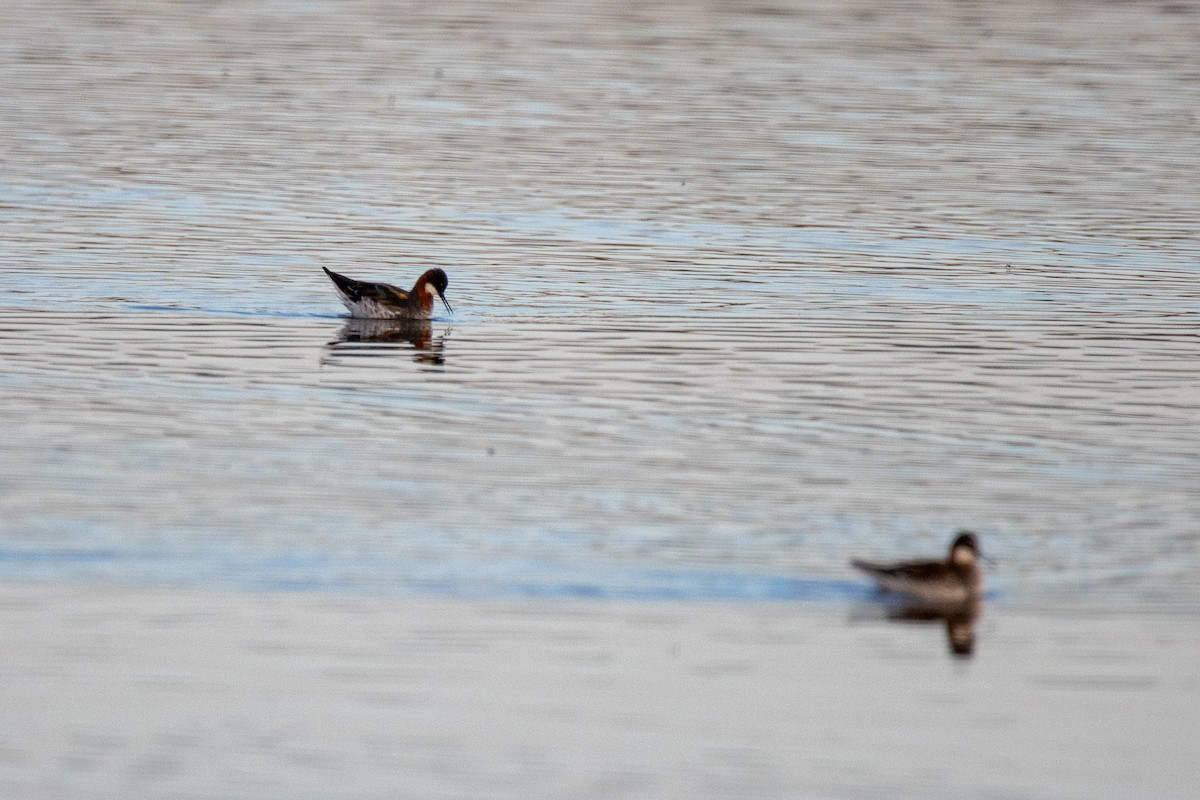 svømmesnipe - ML338832811