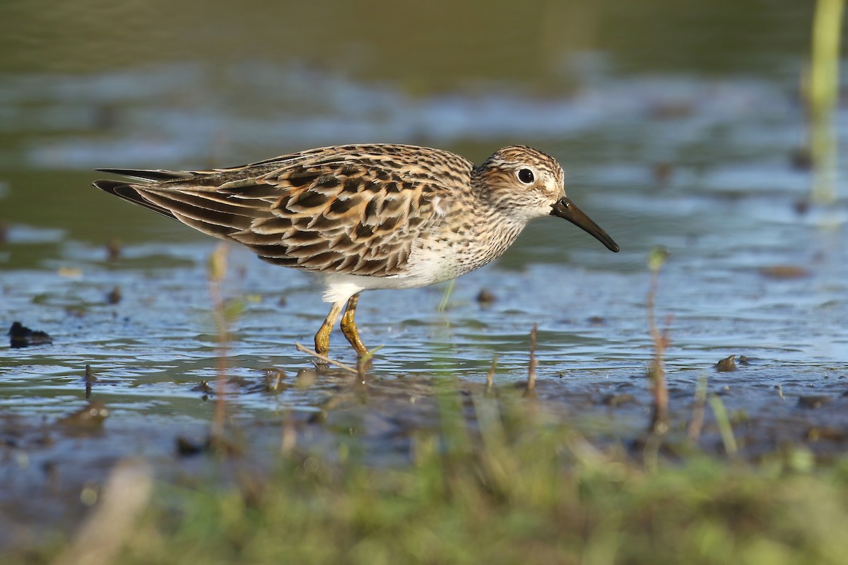 Pectoral Sandpiper - Liam Singh