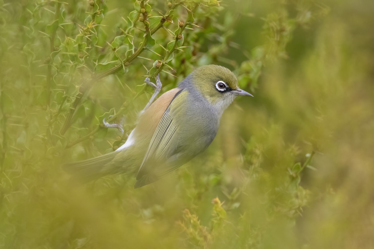 Silvereye - ML338836421