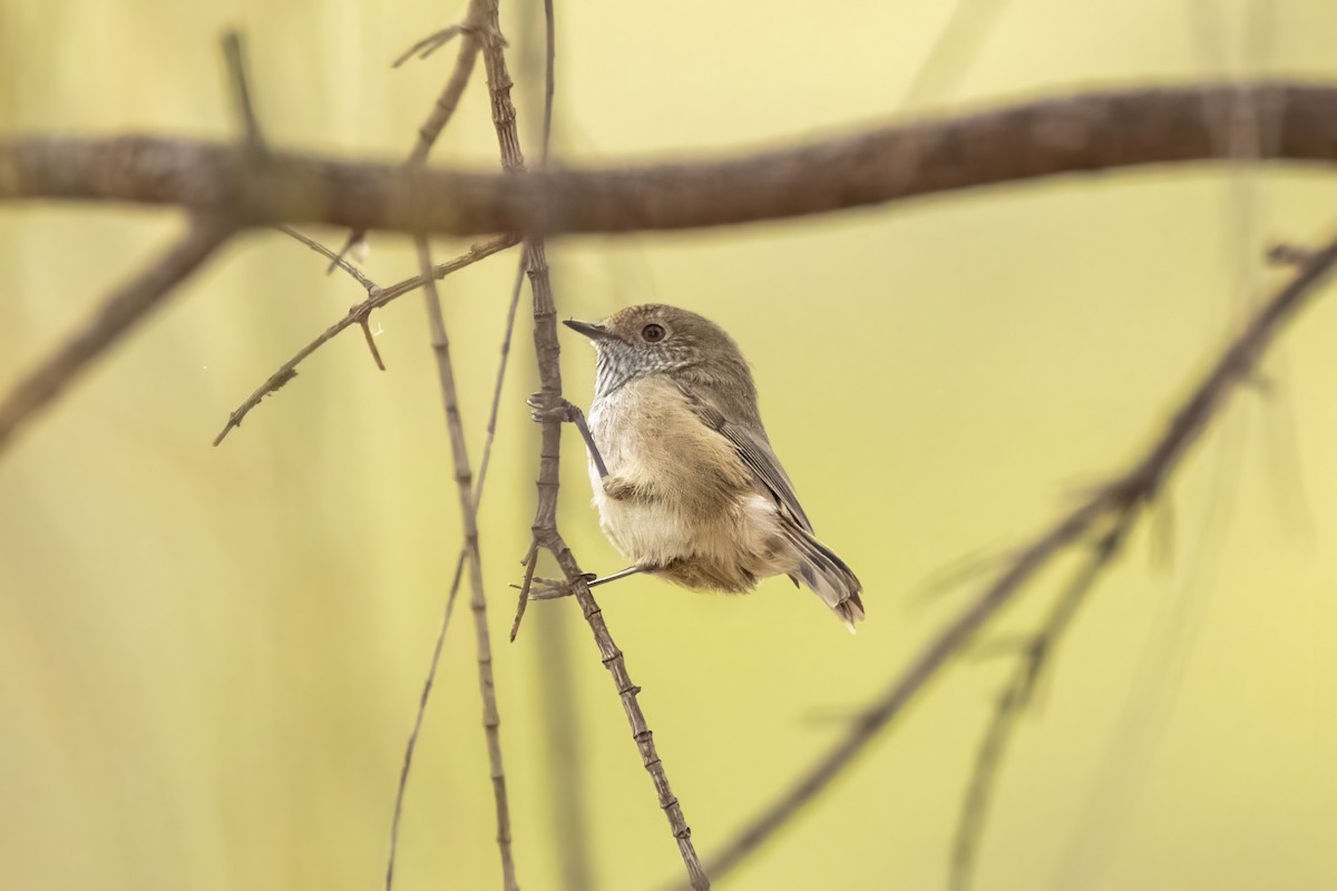 Brown Thornbill - ML338836451