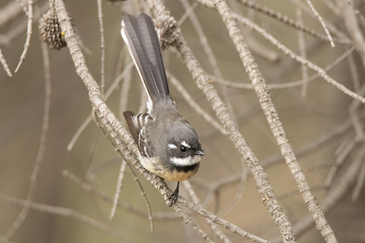 Gray Fantail - ML338836461