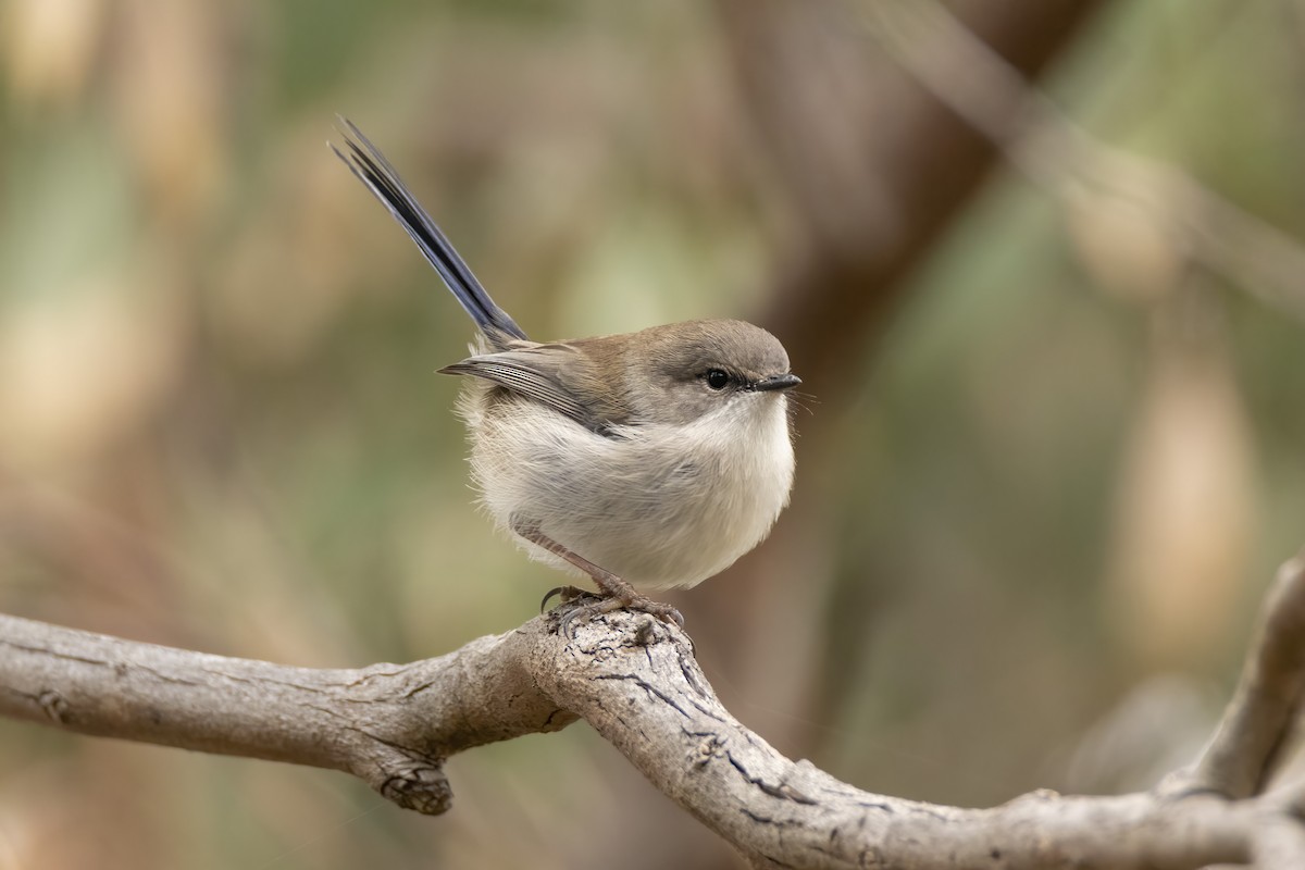 Superb Fairywren - ML338836571