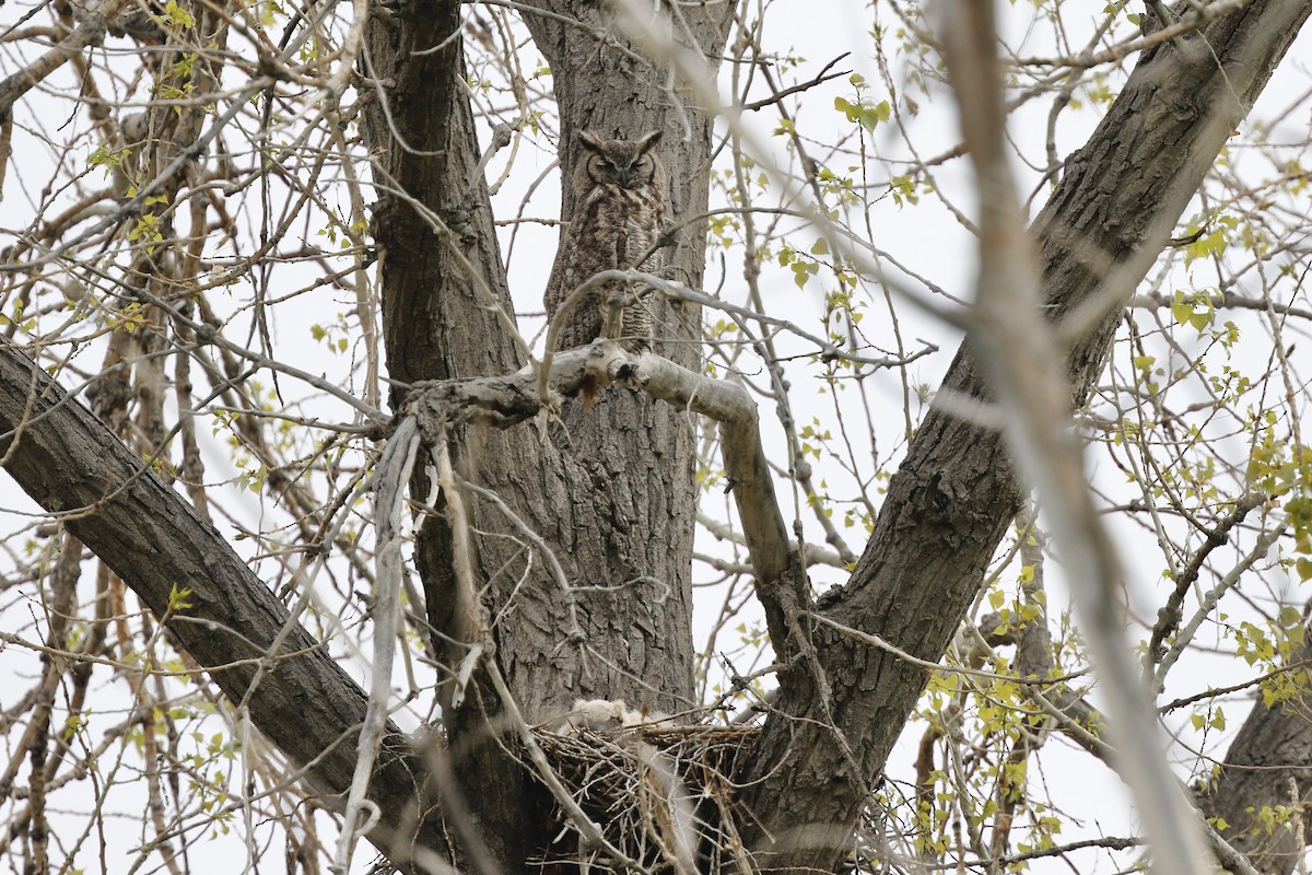 Great Horned Owl - Timo Mitzen