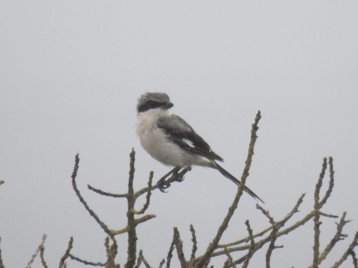 Loggerhead Shrike - ML33883851