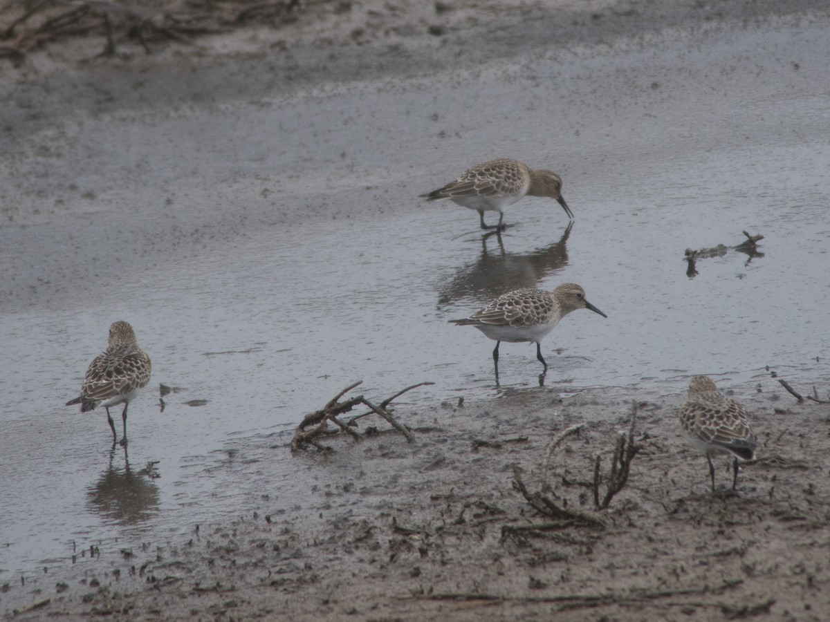 Baird's Sandpiper - ML33883951