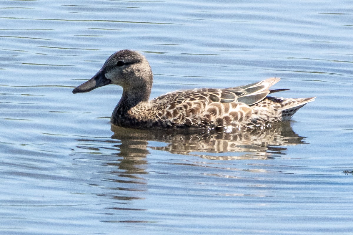 Blue-winged Teal - ML338839881