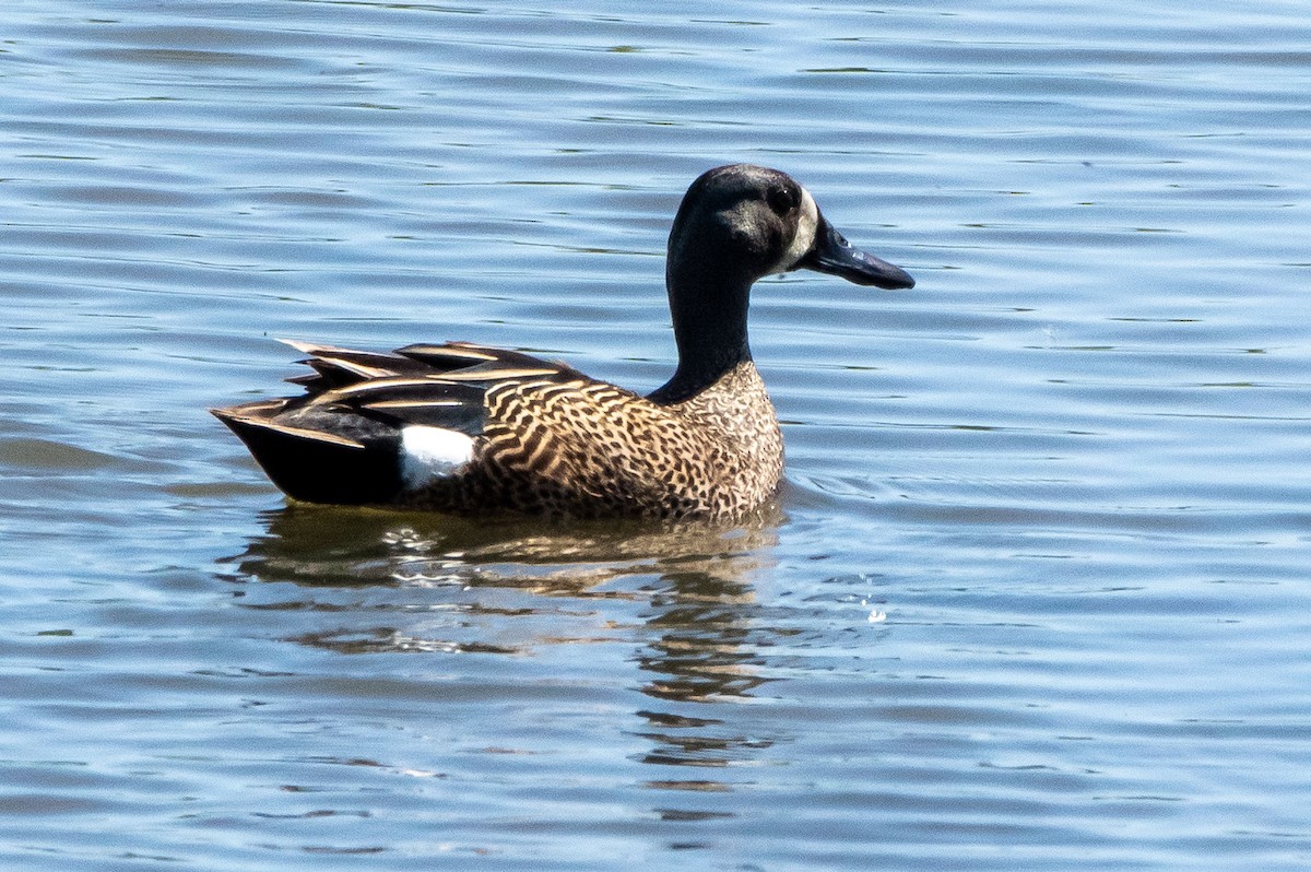 Blue-winged Teal - ML338839891
