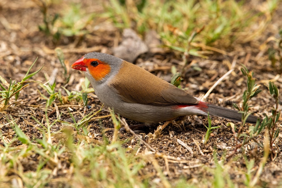 Orange-cheeked Waxbill - ML338840321