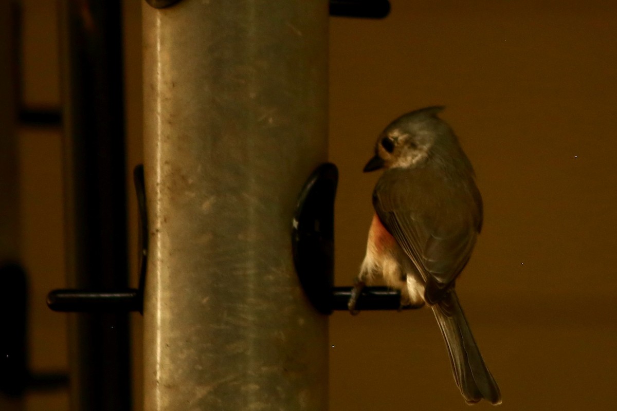 Tufted Titmouse - ML338841471