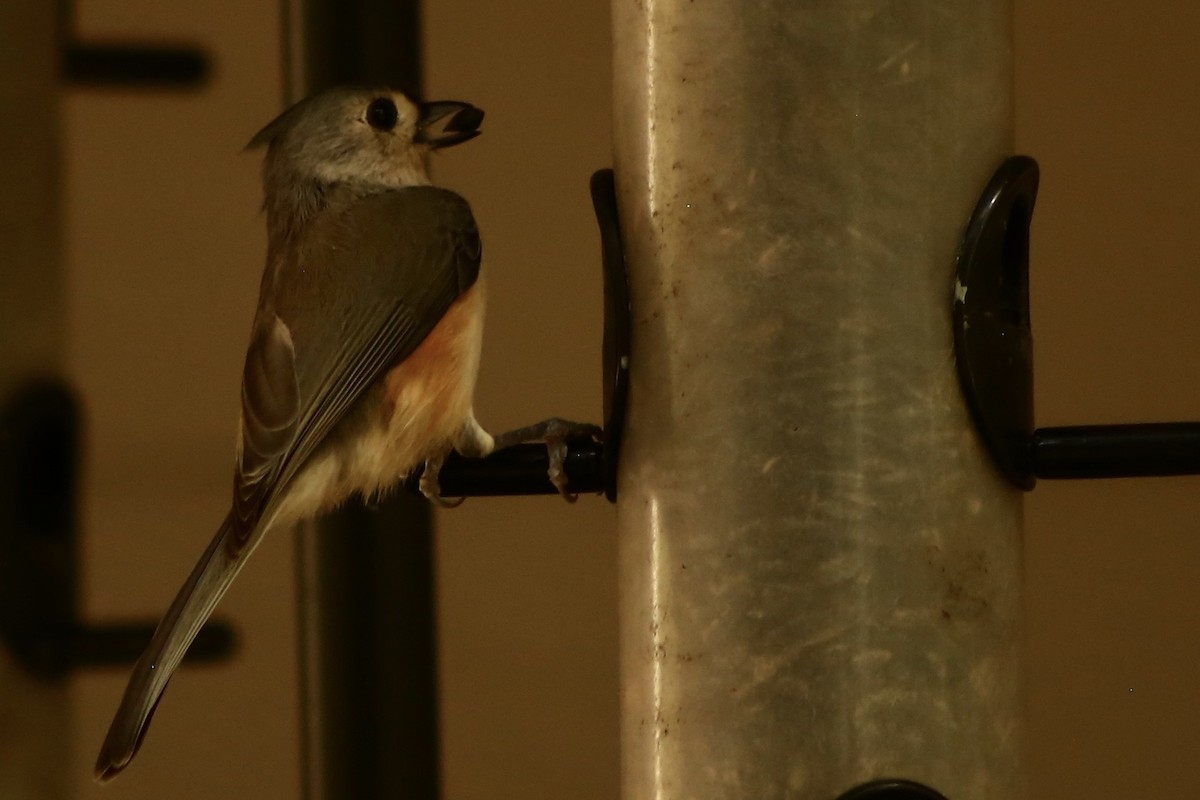 Tufted Titmouse - ML338841481