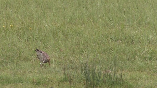 Black-tailed Godwit - ML338842251