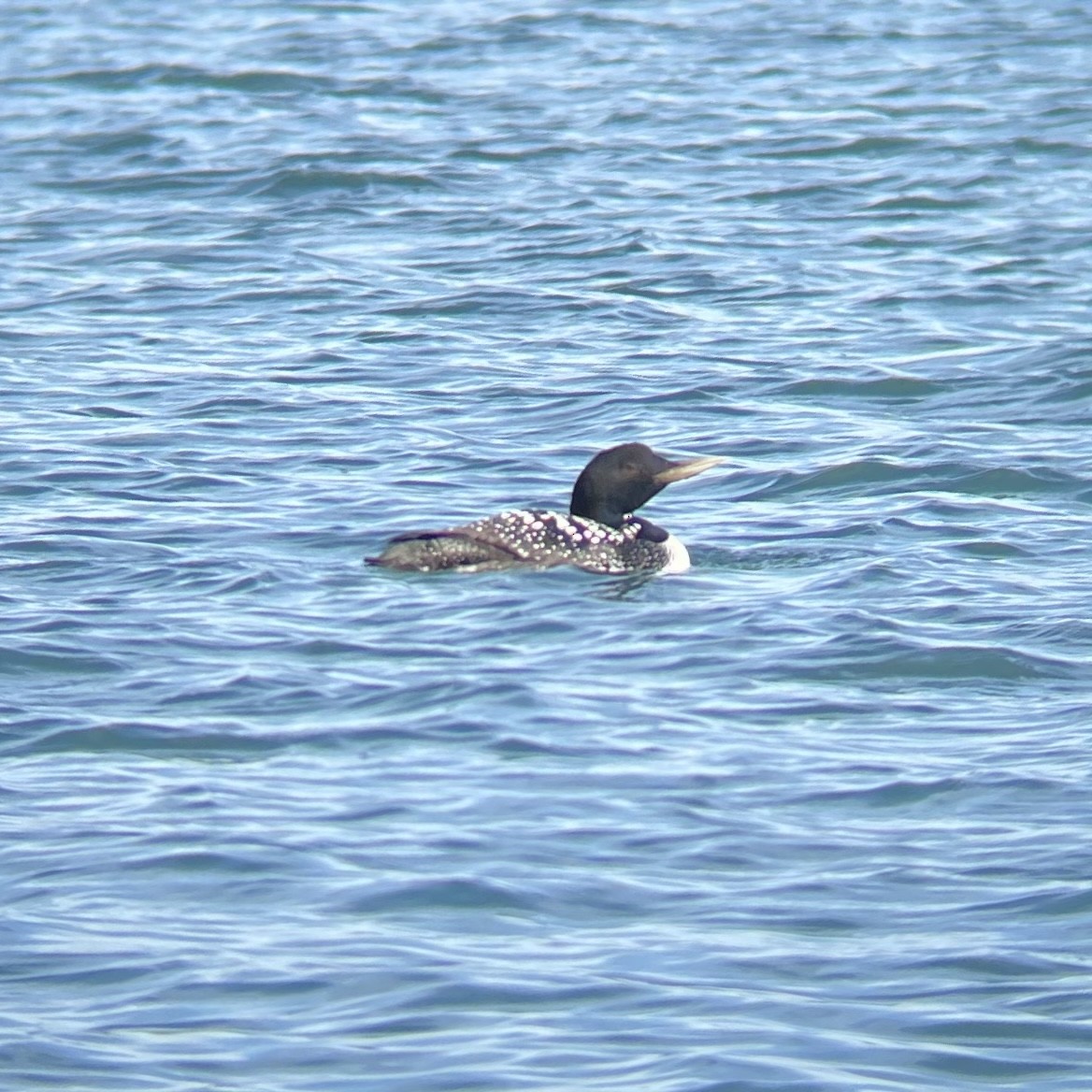 Yellow-billed Loon - ML338842701