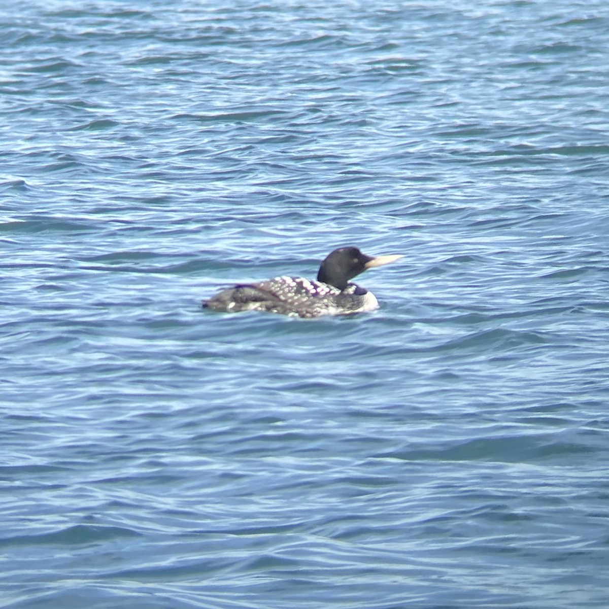 Yellow-billed Loon - ML338842711