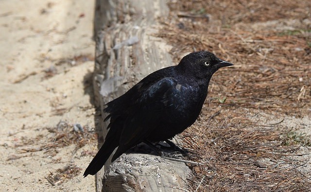 Brewer's Blackbird - Anonymous