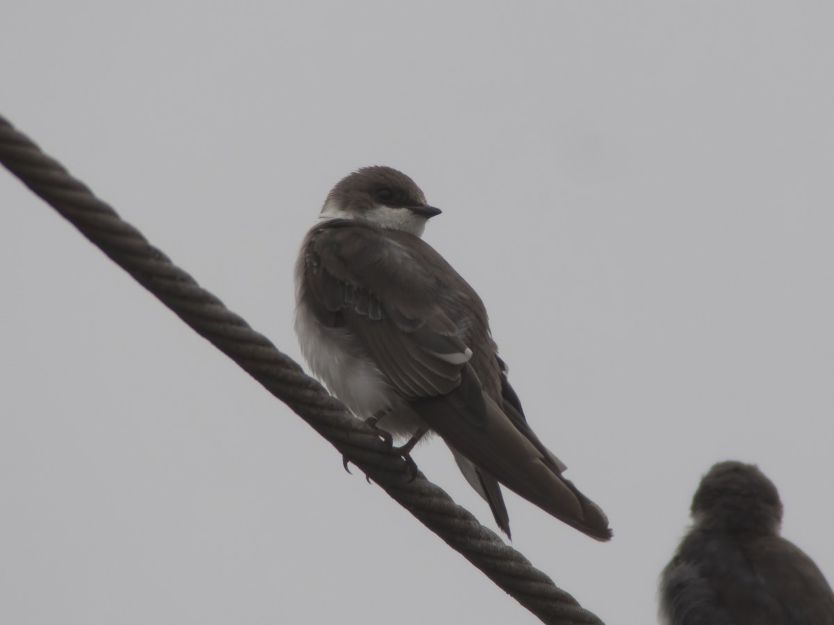 Bank Swallow - Glenn Kincaid