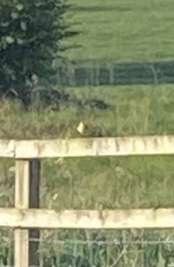 Western Yellow Wagtail - Huw Lloyd