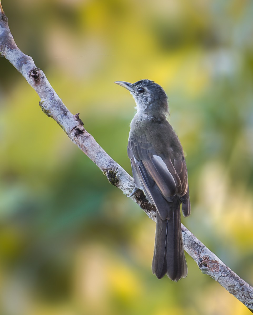 Nicobar Bulbul - Shakti - Tribesmen.in