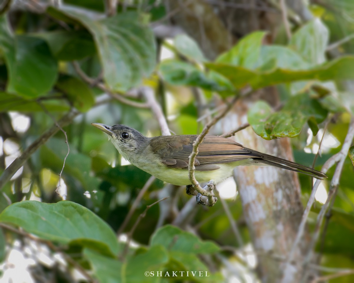 Bulbul des Nicobar - ML338845301