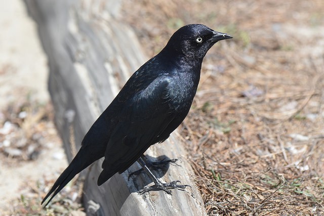 Brewer's Blackbird - Anonymous