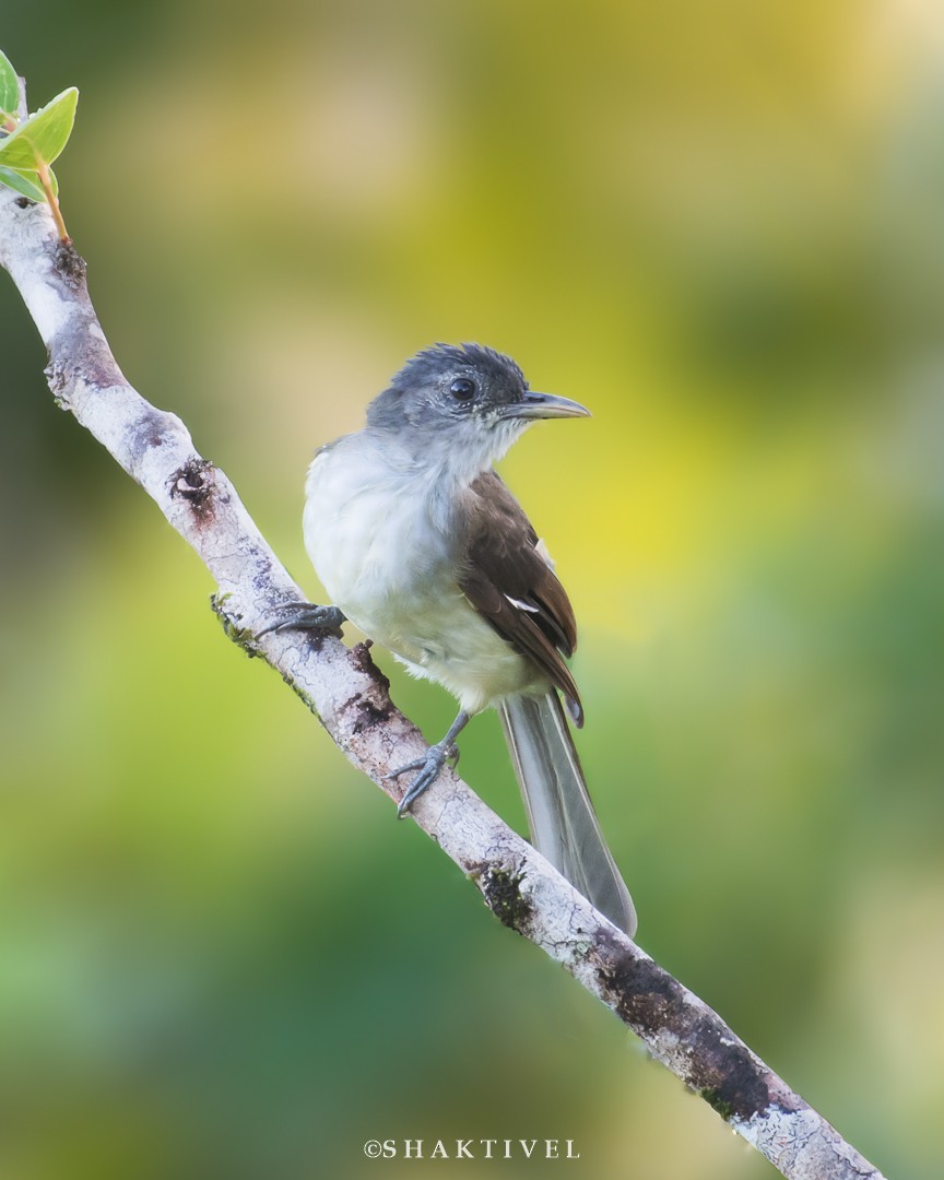 Bulbul de Nicobar - ML338845561