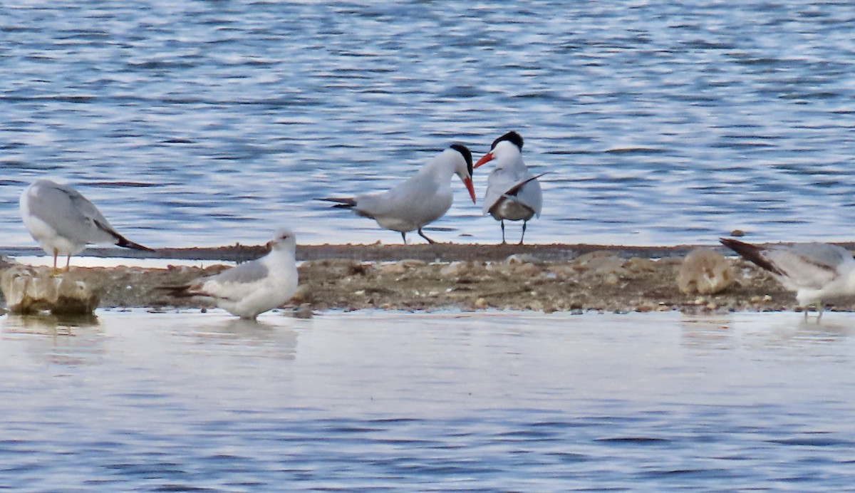 Pagaza Piquirroja - ML338845991