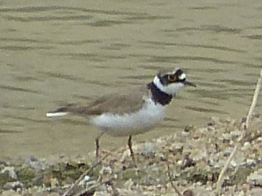 Little Ringed Plover - Shelley Rutkin