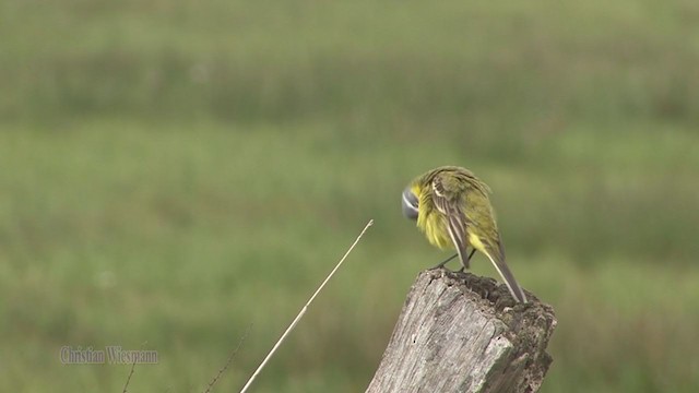 Western Yellow Wagtail (flava) - ML338848531