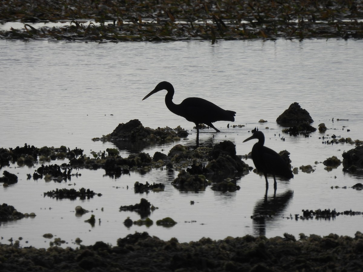 Pacific Reef-Heron - Jill Liske-Clark