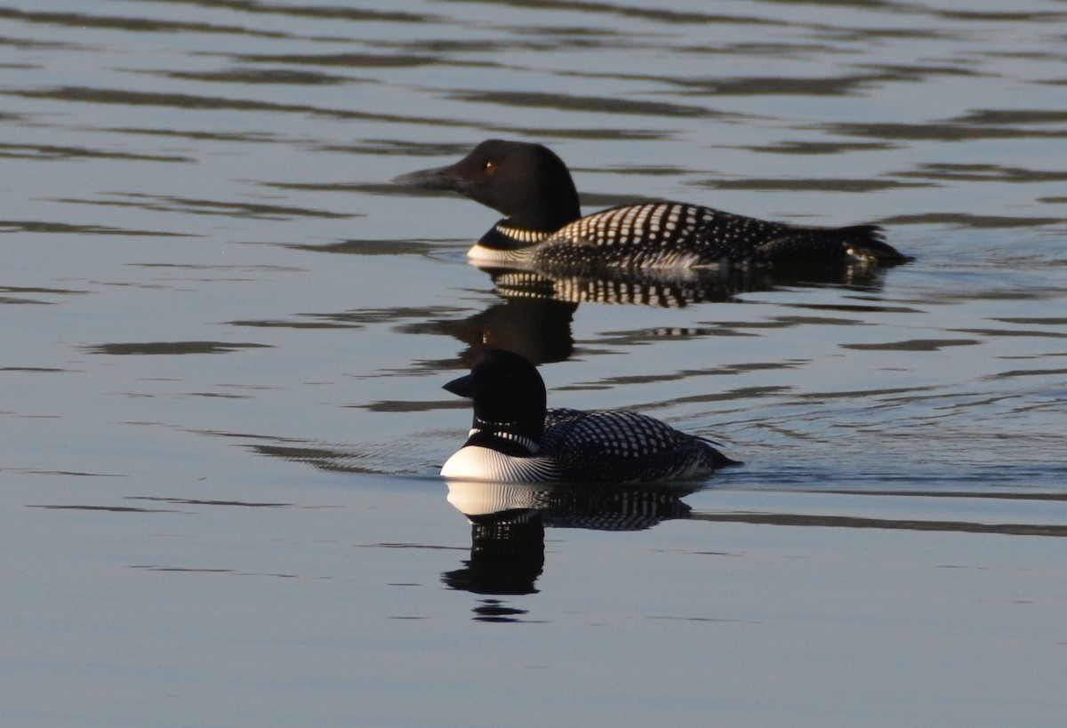 ハシグロアビ - ML338849541