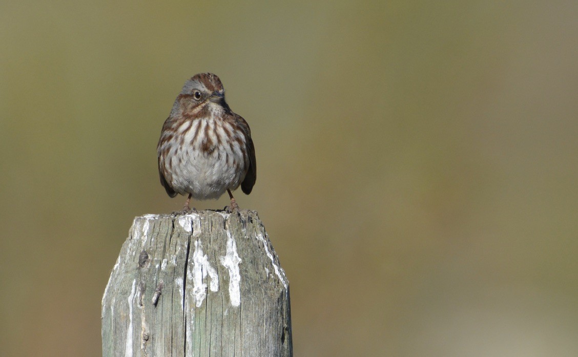 ウタスズメ - ML338849591
