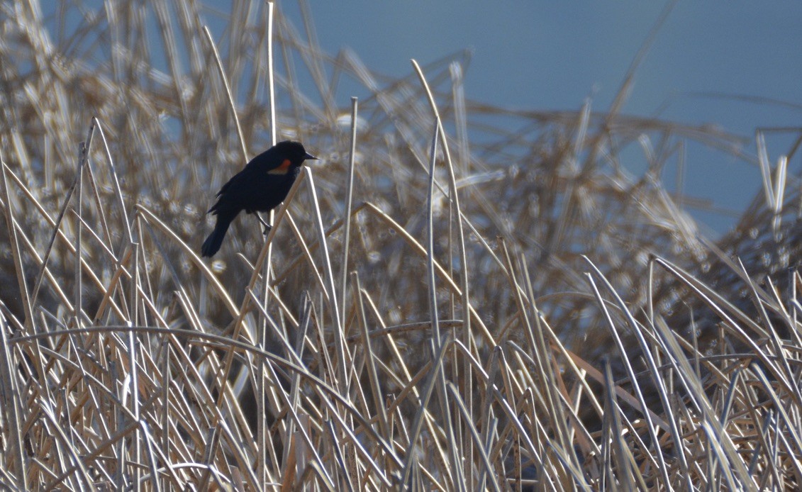 ハゴロモガラス - ML338849611