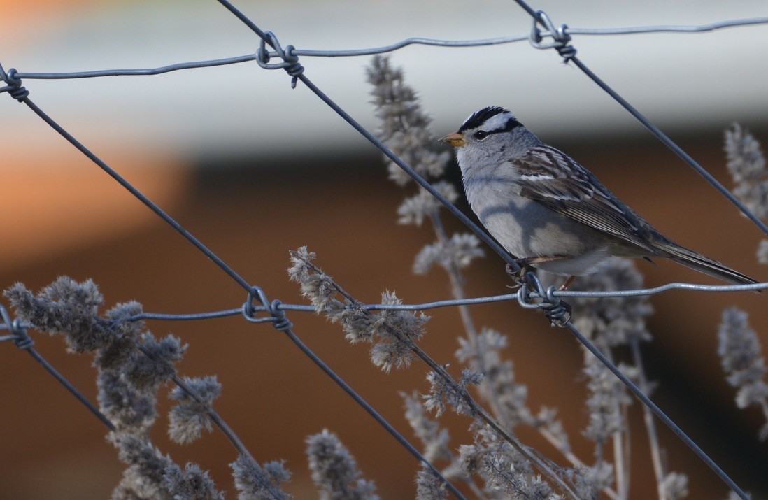 ミヤマシトド - ML338849671