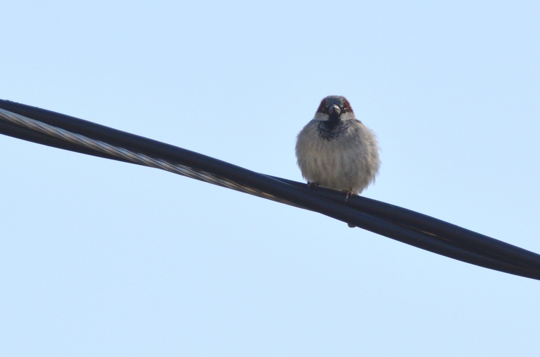 イエスズメ - ML338849691