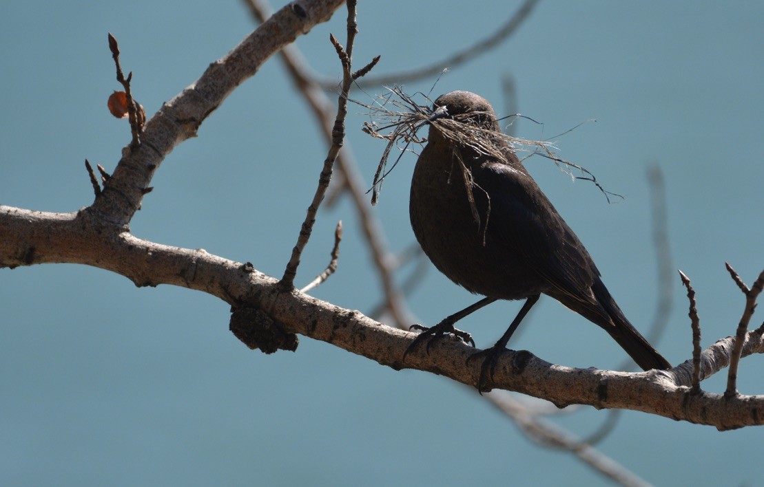 テリムクドリモドキ - ML338849751