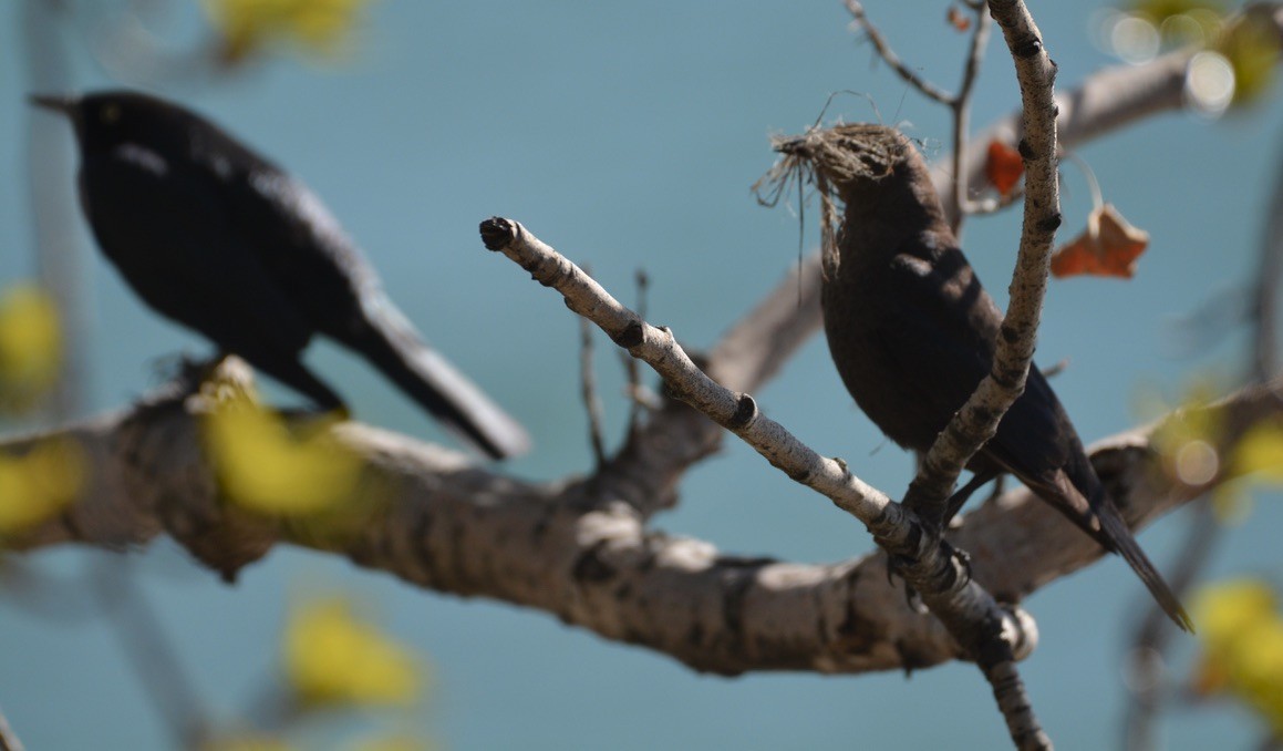 テリムクドリモドキ - ML338849811