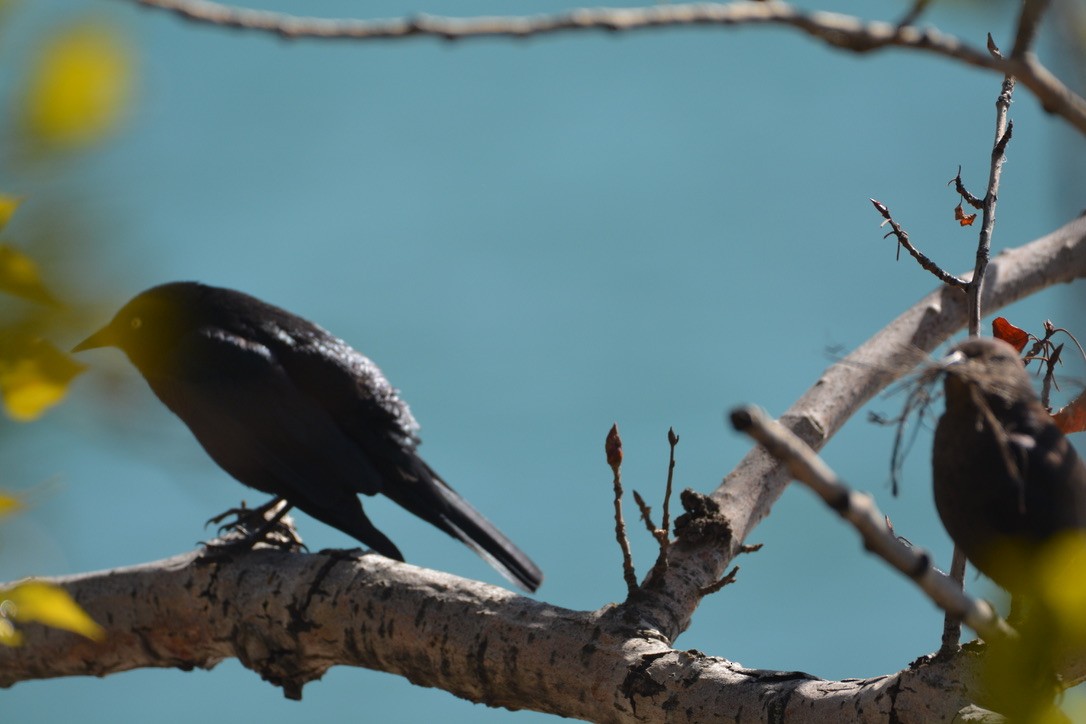 テリムクドリモドキ - ML338849821