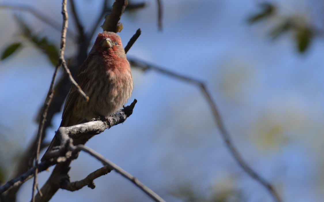 メキシコマシコ - ML338850081