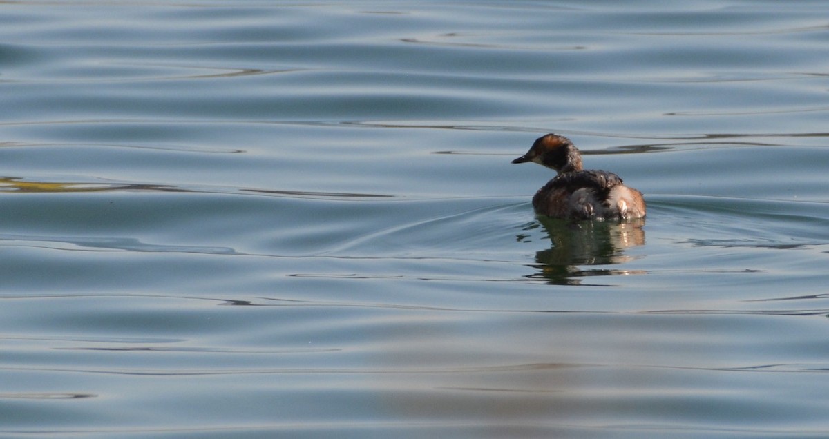 ミミカイツブリ - ML338850111