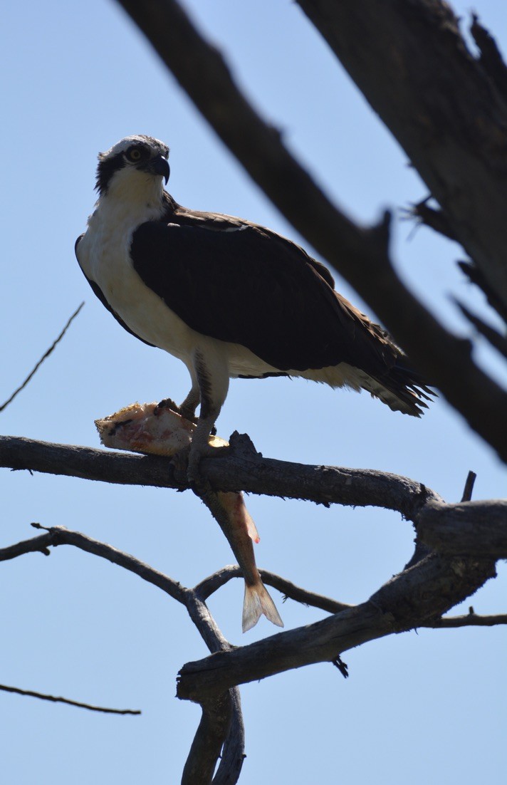 ミサゴ - ML338850221