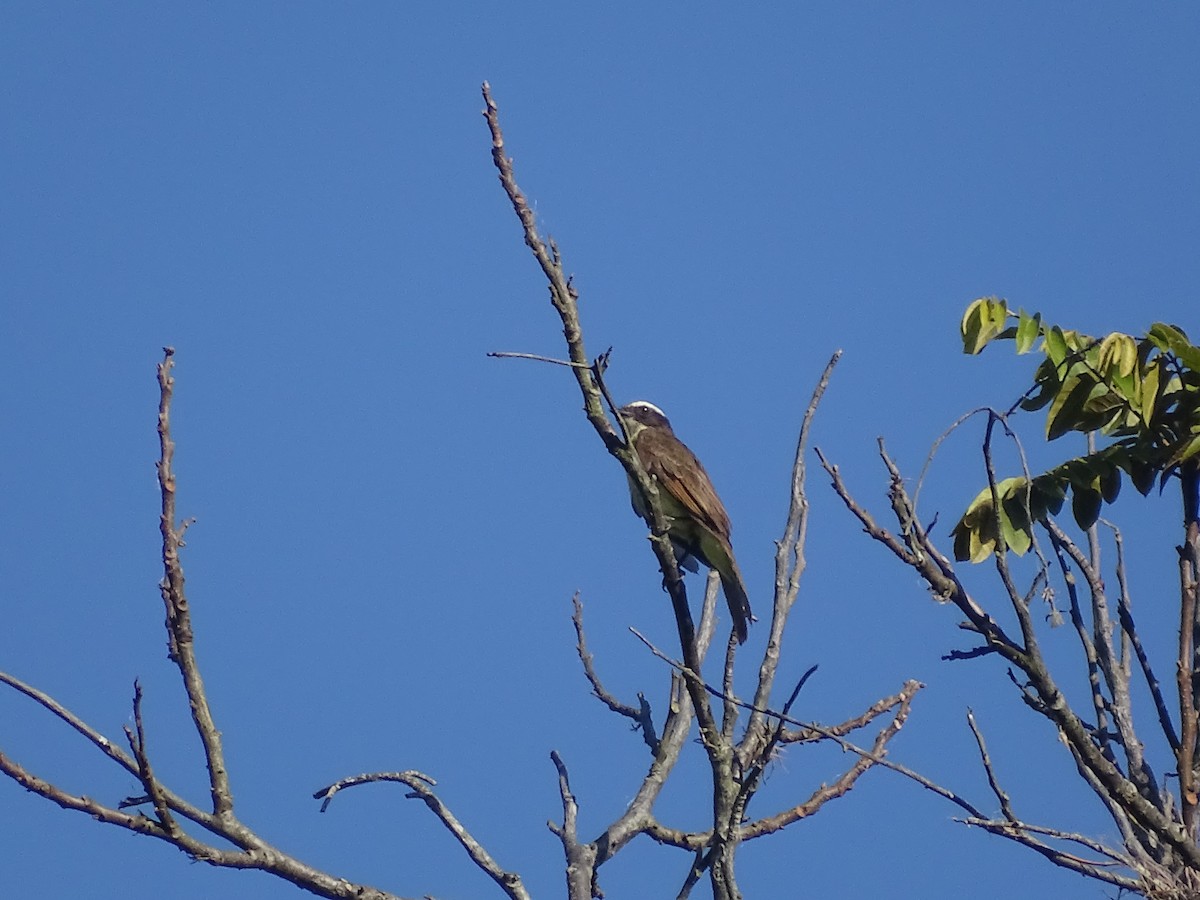 Rusty-margined/Social Flycatcher - Jose Robles Serrano