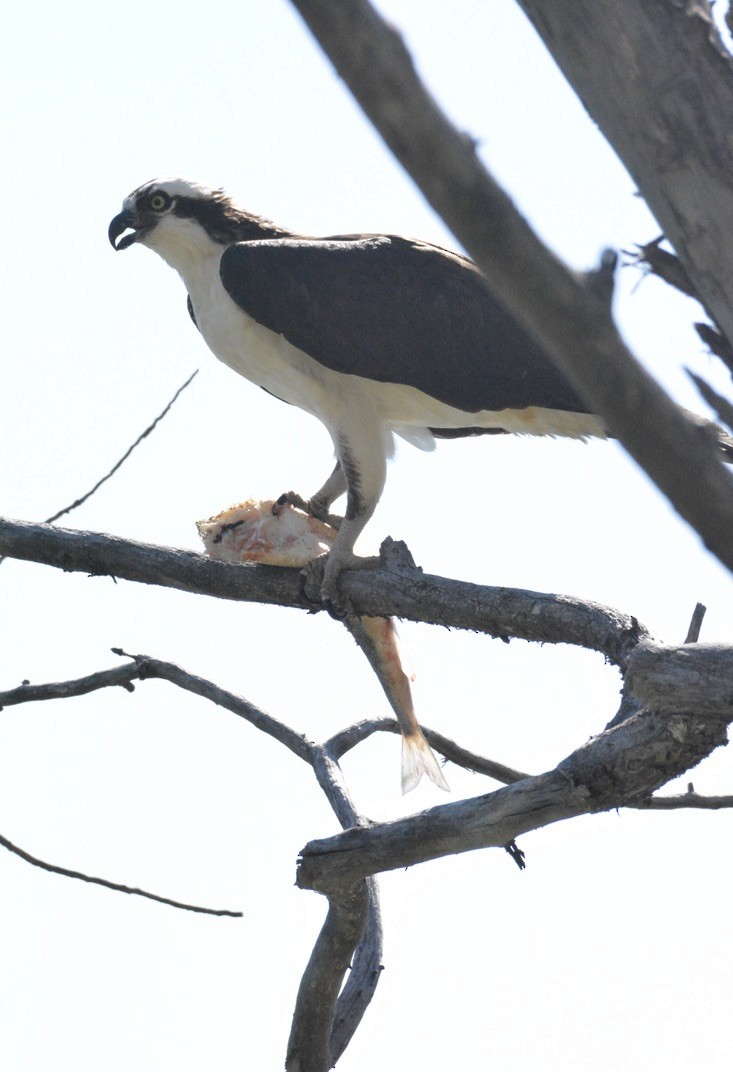 ミサゴ - ML338850251