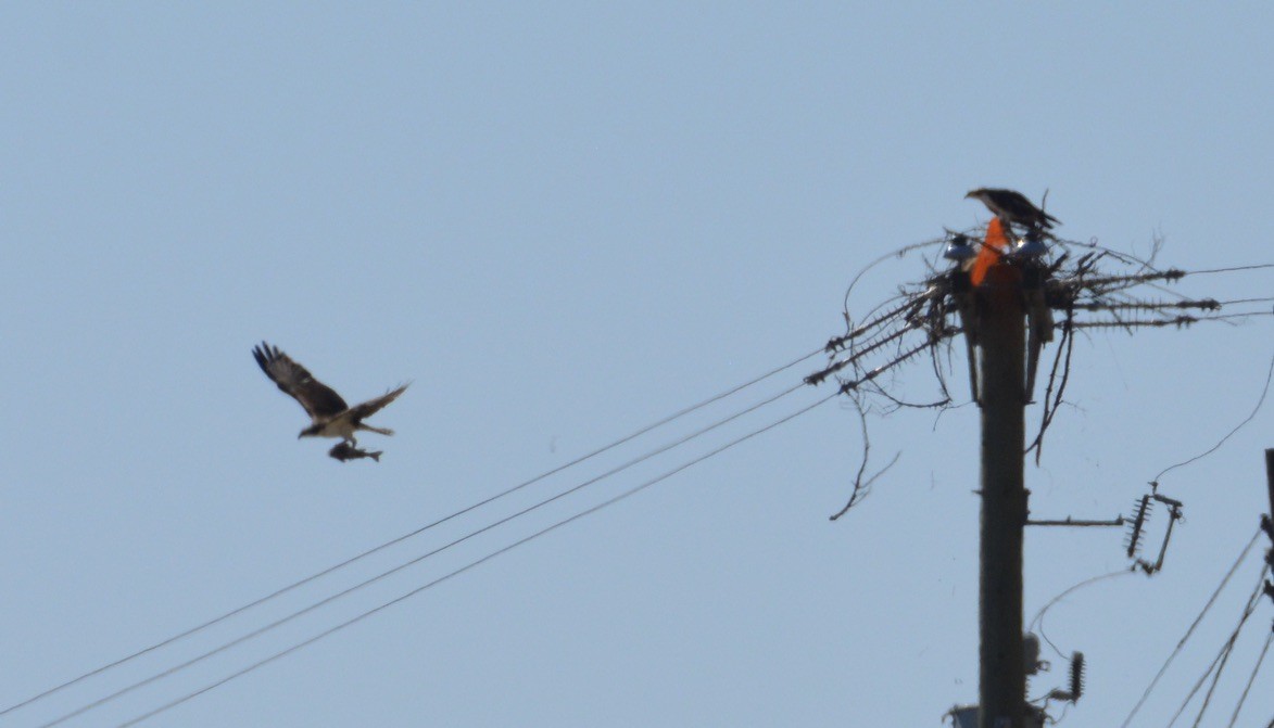 ミサゴ - ML338850261