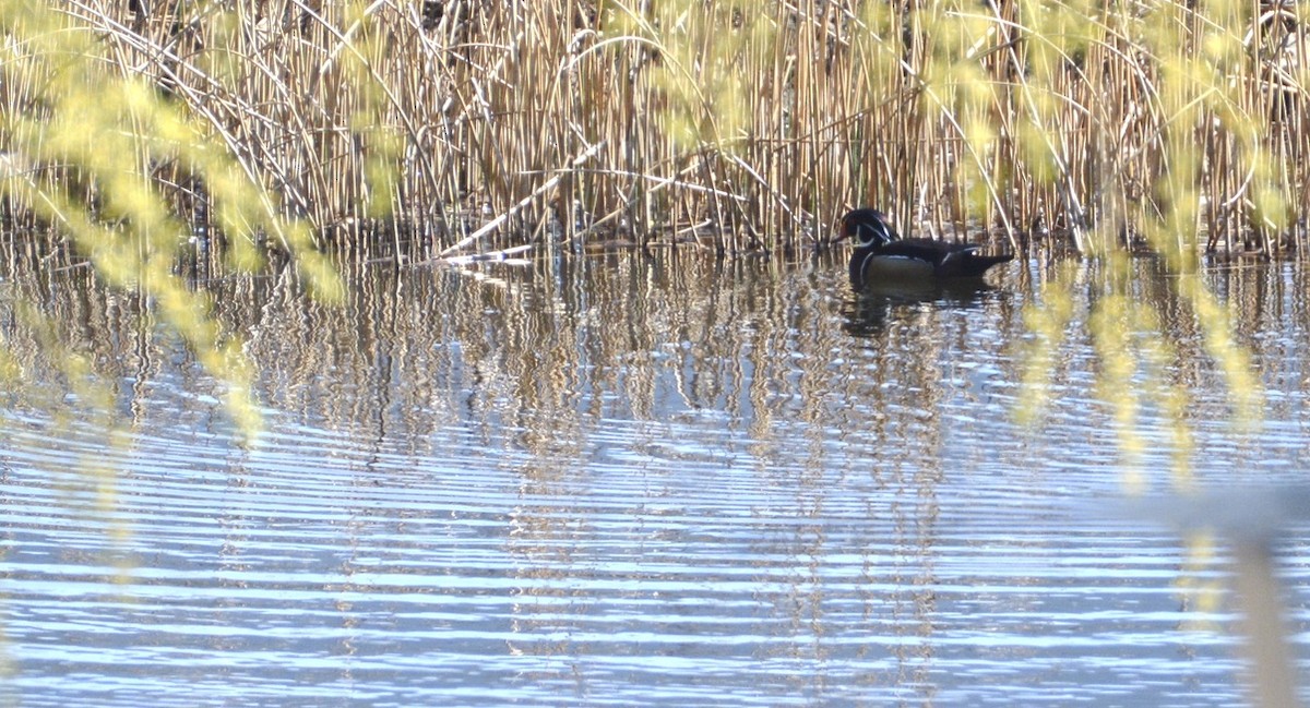 アメリカオシ - ML338850291